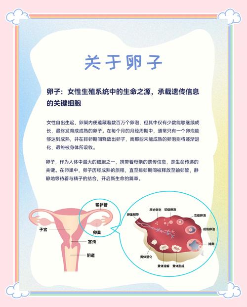 供卵来源