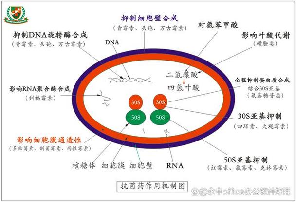 药物作用机制