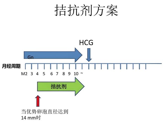  拮抗方案
