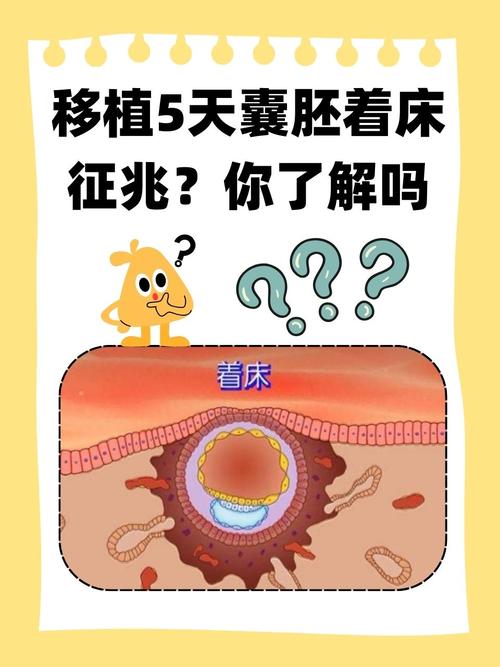小海螺试管婴儿移植技术