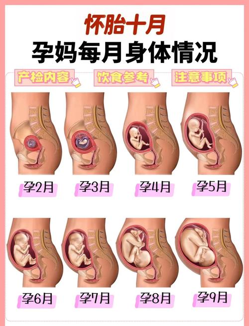 怀孕一个月