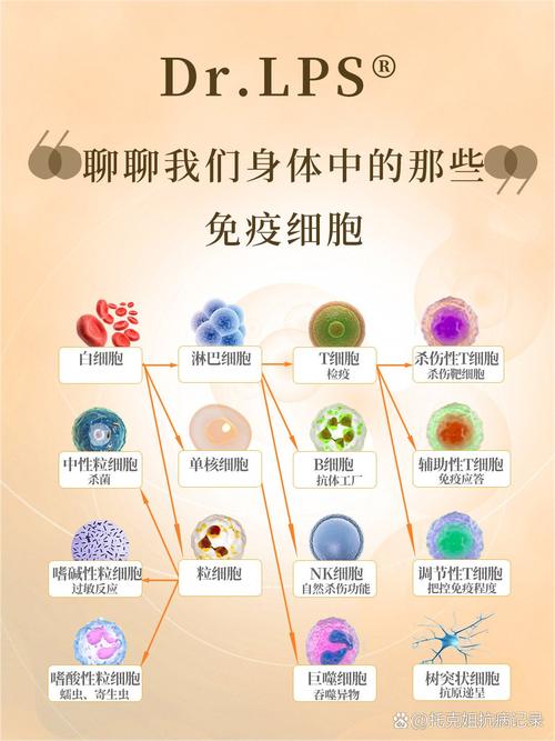 免疫细胞