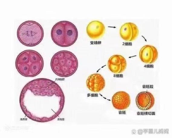 分裂胚