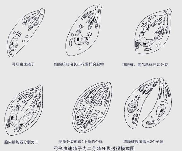 弓形体