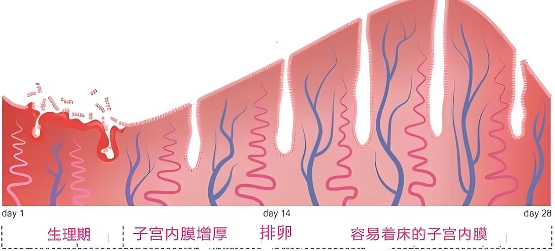  子宫溶受性