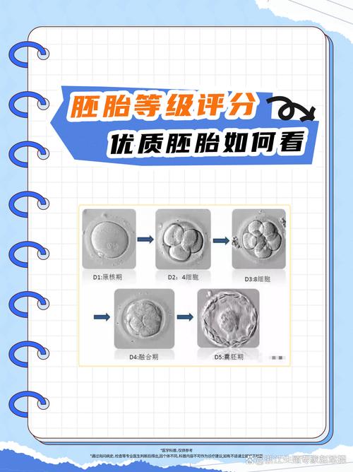 胚胎等级评估
