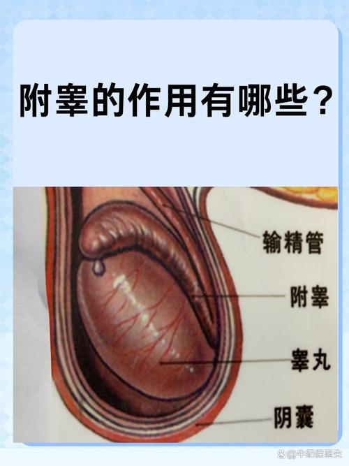  附睾精子