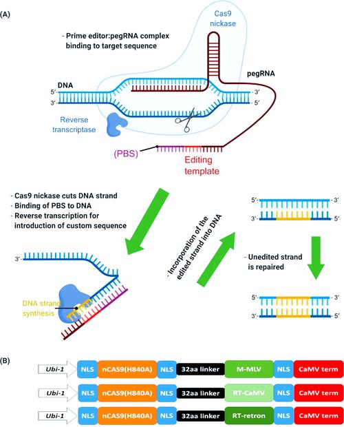 CRISPER-Cas9