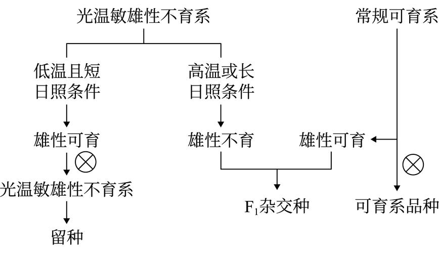 遗传优势