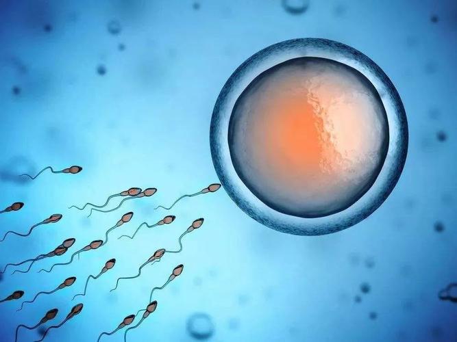 IVF-ET技术