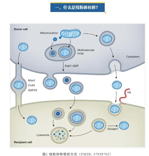  线粒体替换疗法