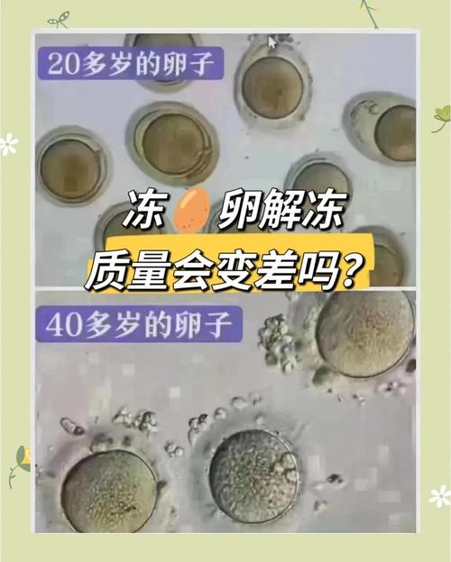 <冻卵>
