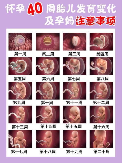 怀孕全过程