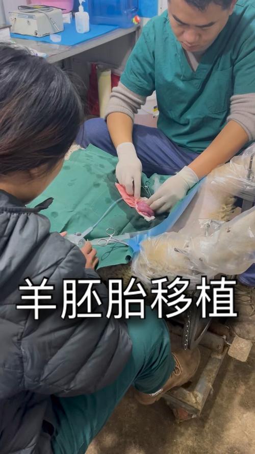 活胚移植