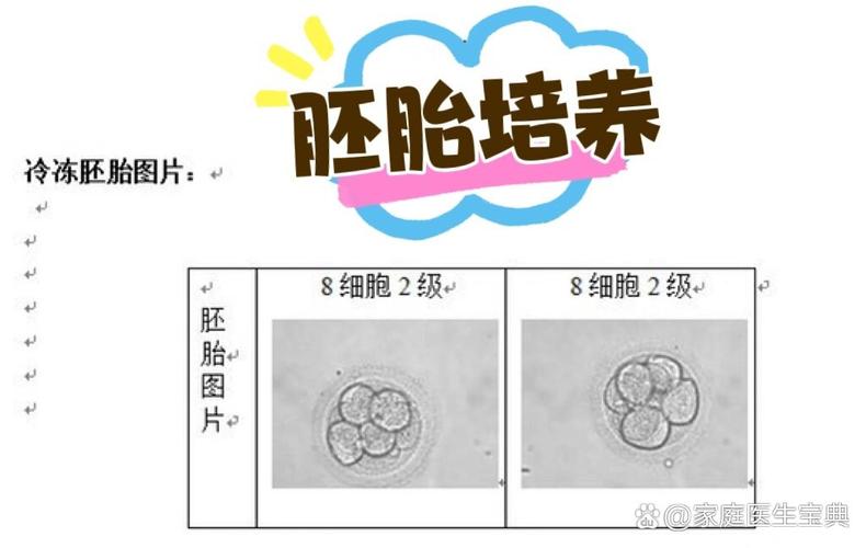 鲜胚胎培养