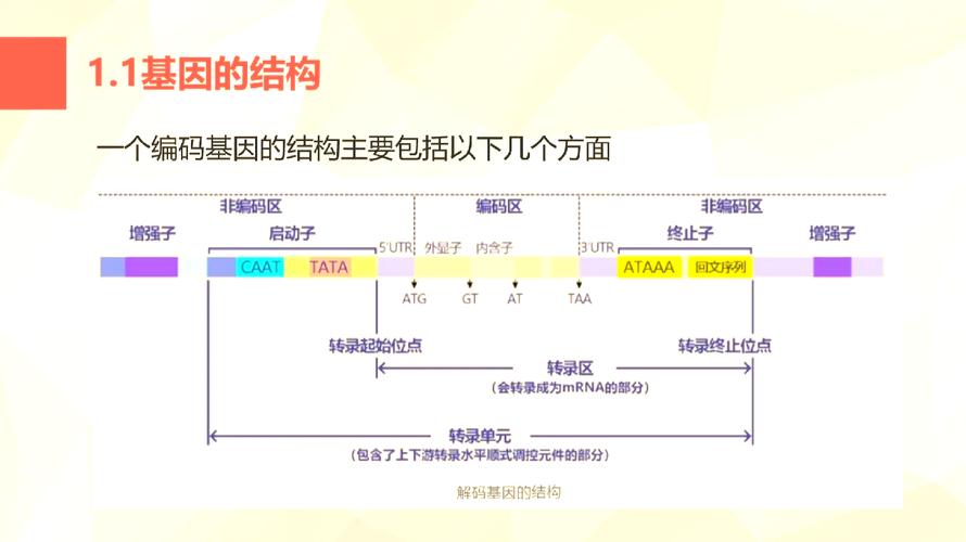 基因功能研究