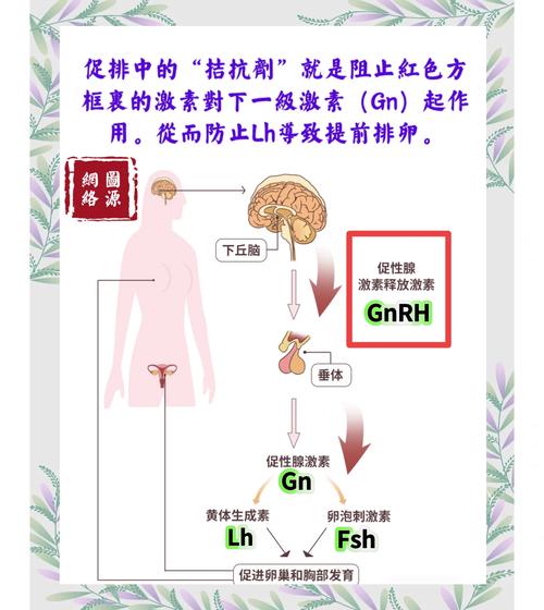  拮抗策略