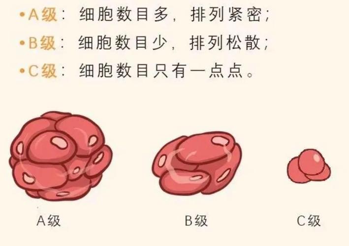  A等级男胚