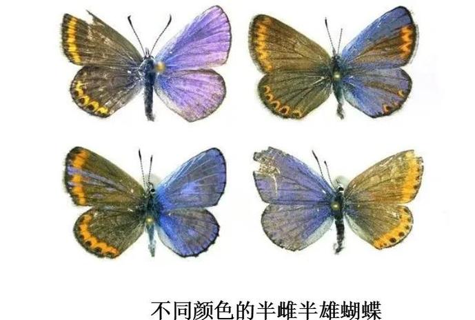 嵌合现象