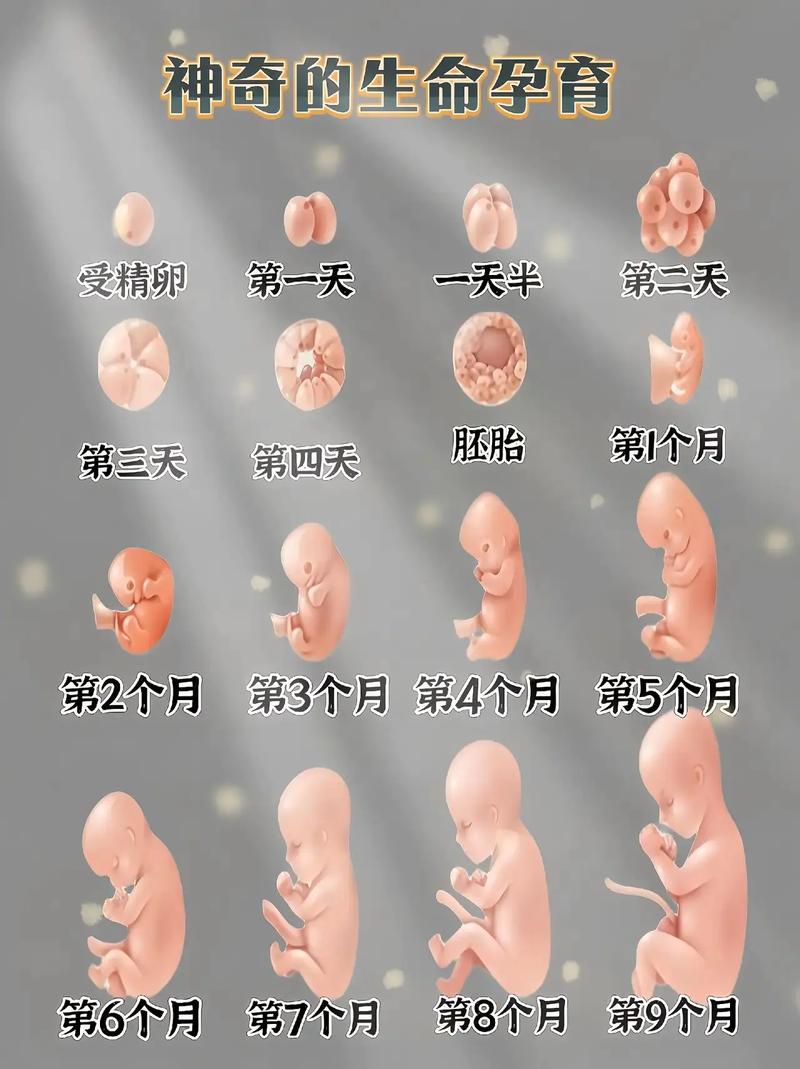  胚囊生长