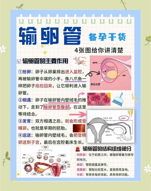  输卵管因素