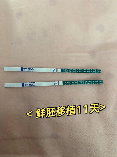 移植后11天