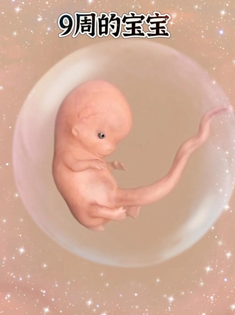 孕九周