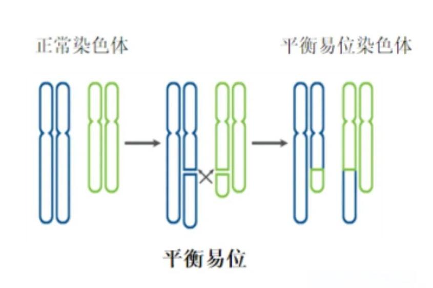  平衡易位