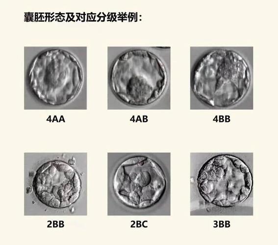  胚胎分类