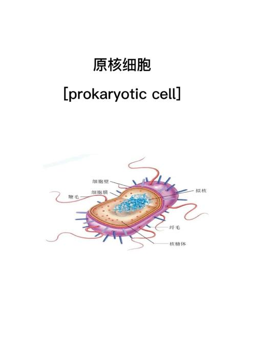 <原核>