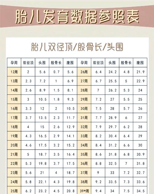 胚胎直径