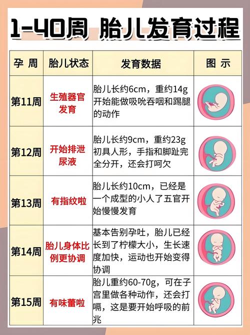 胚胎留置时间