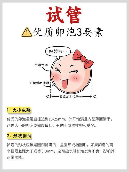  优质卵泡